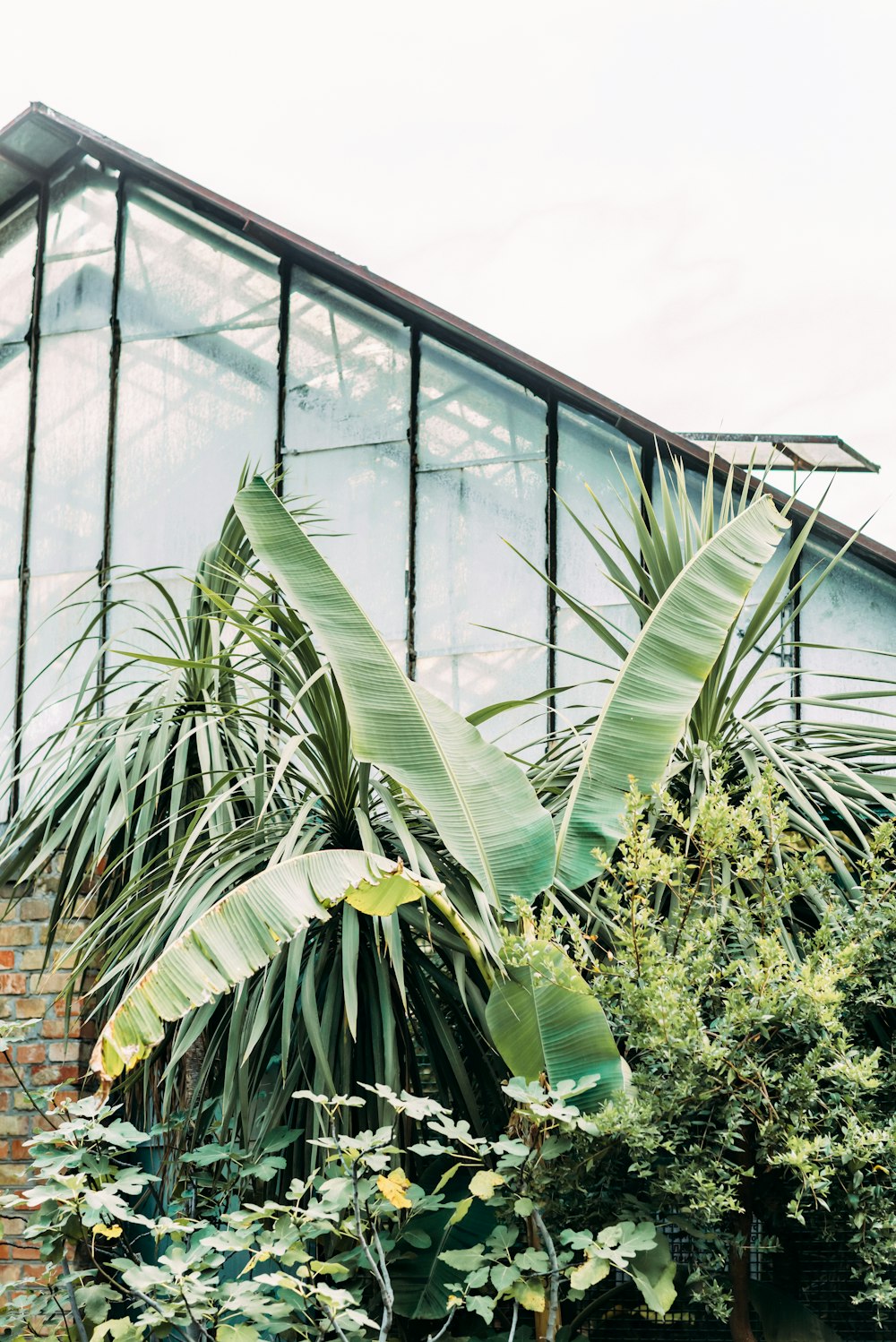 green palm tree inside greenhouse