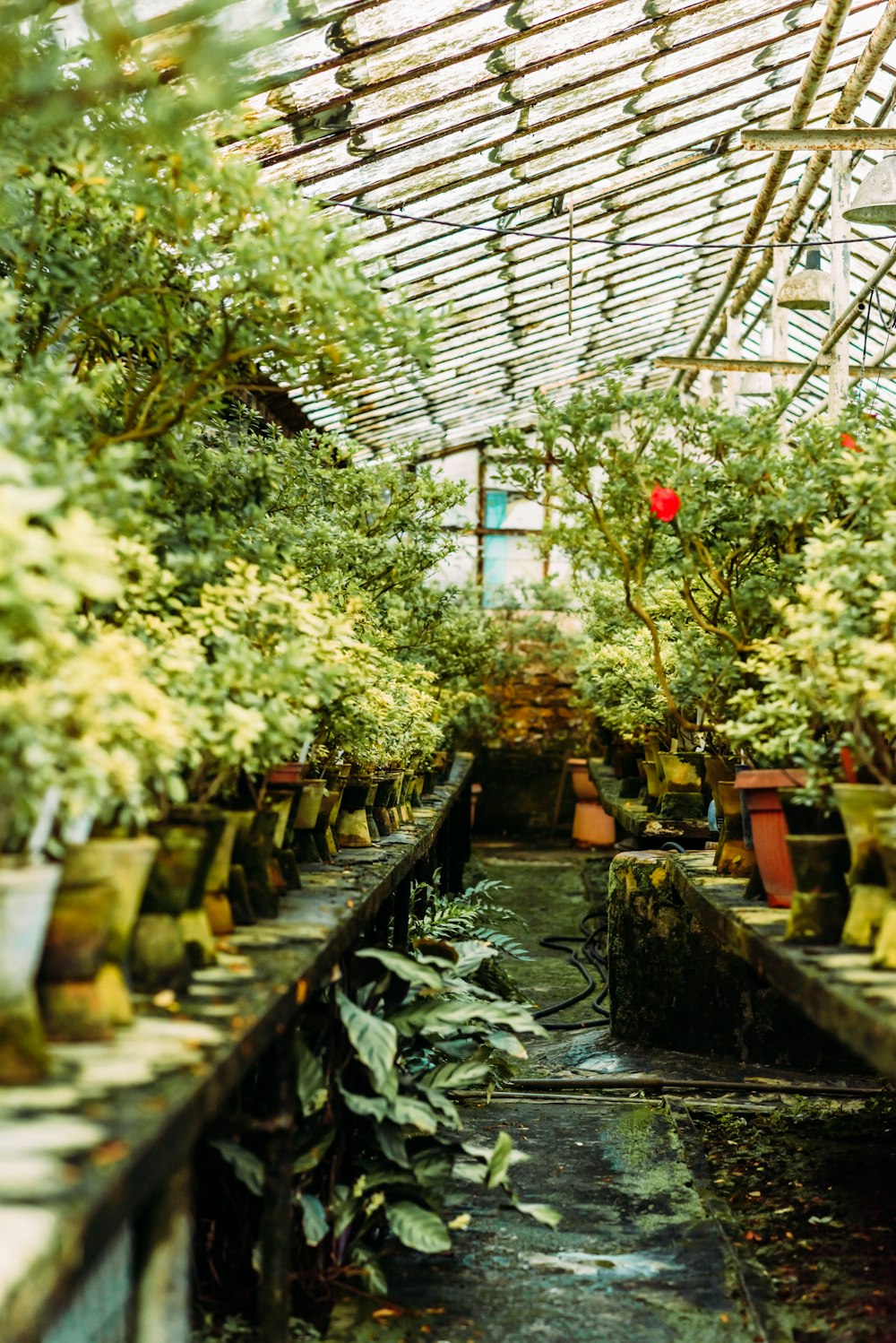 Plantas verdes sobre mesa de madera negra