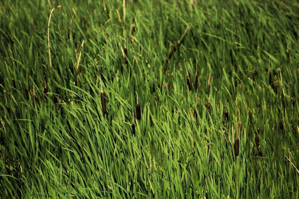 green grass field during daytime