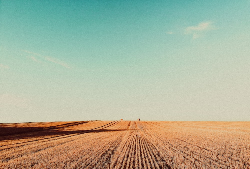 brown field under blue sky during daytime