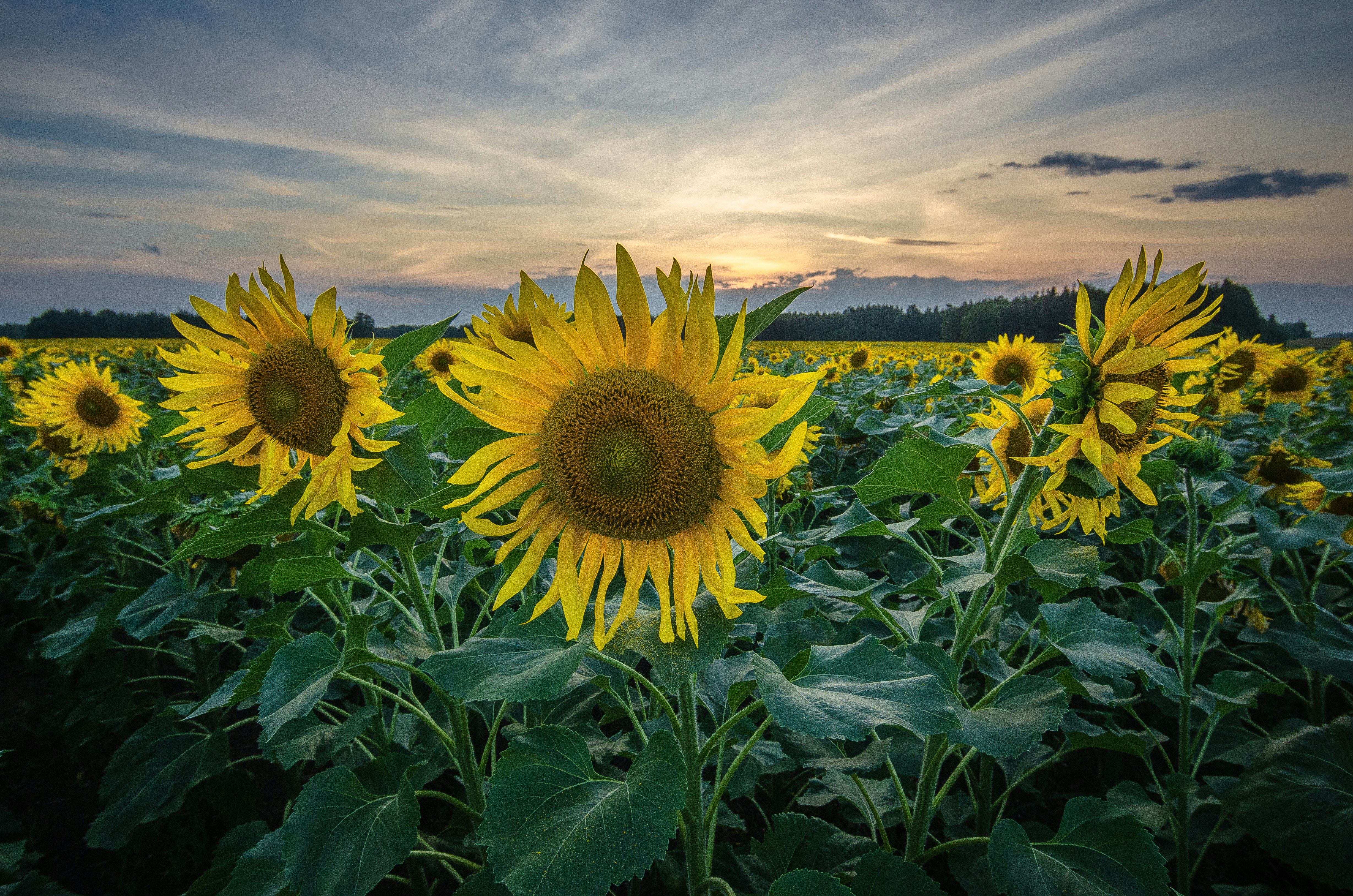 sunflower field under cloudy sky during daytime