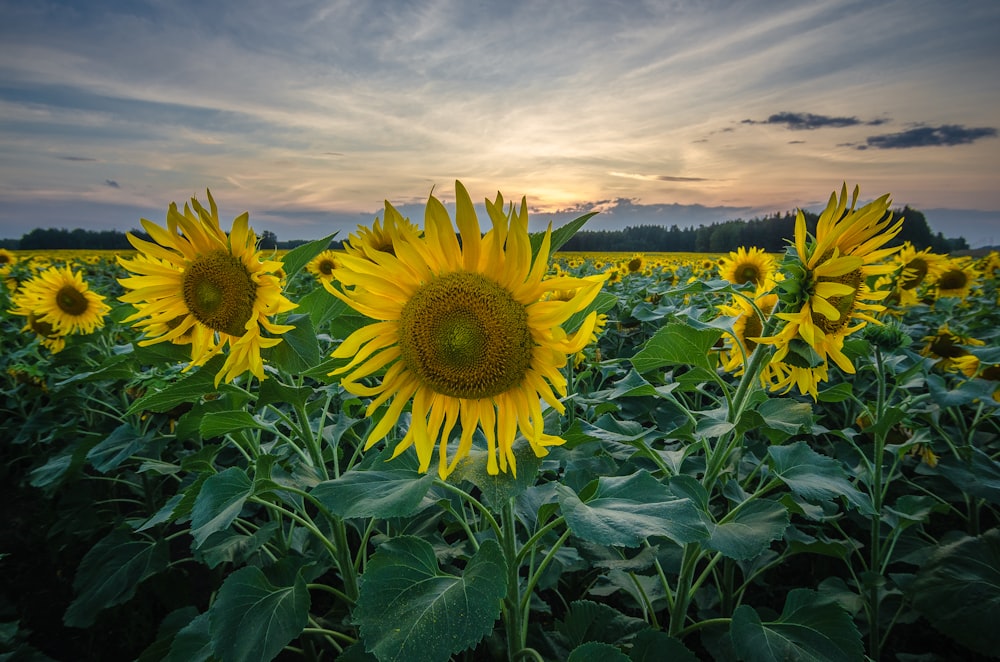 sunflower field under cloudy sky during daytime