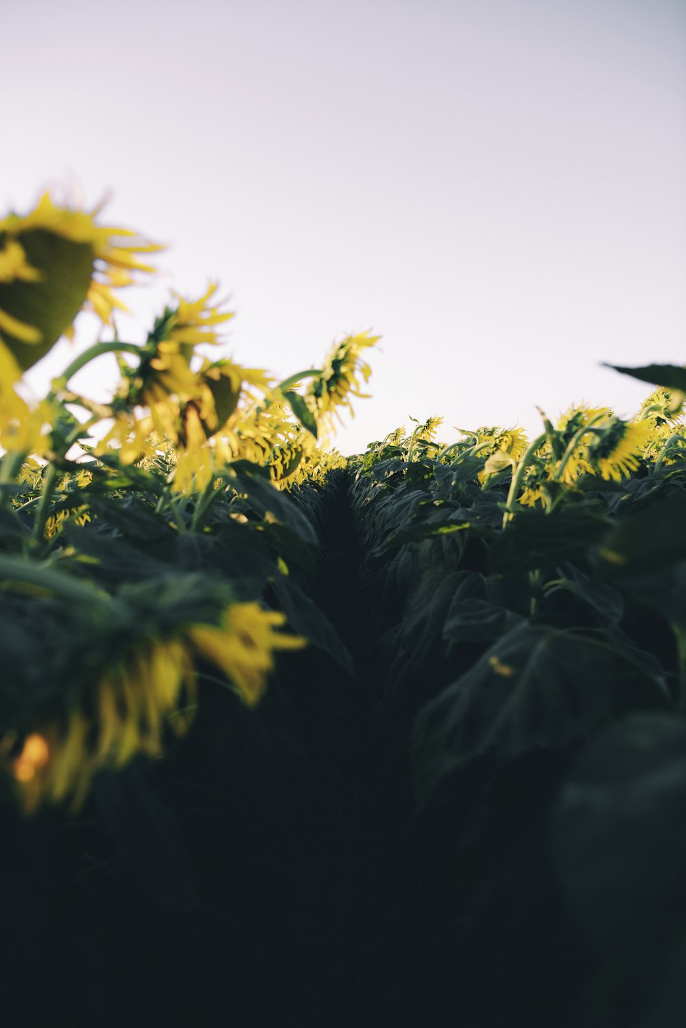 yellow sunflower under blue sky during daytime