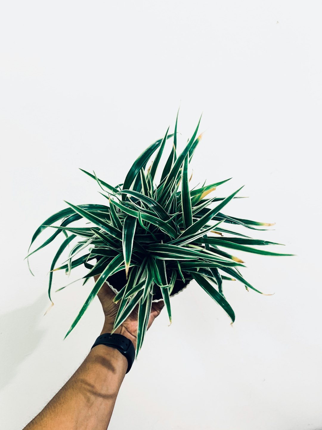 green plant on persons hand