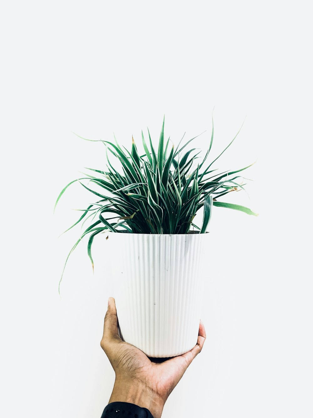 person holding green plant on white pot