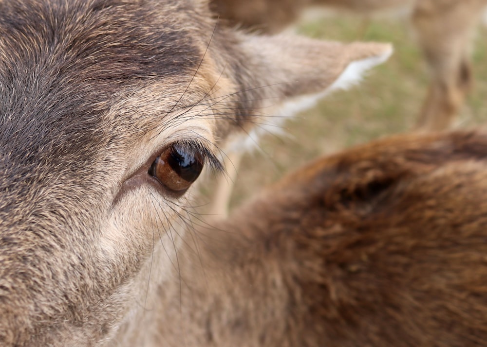 brown and white deer during daytime