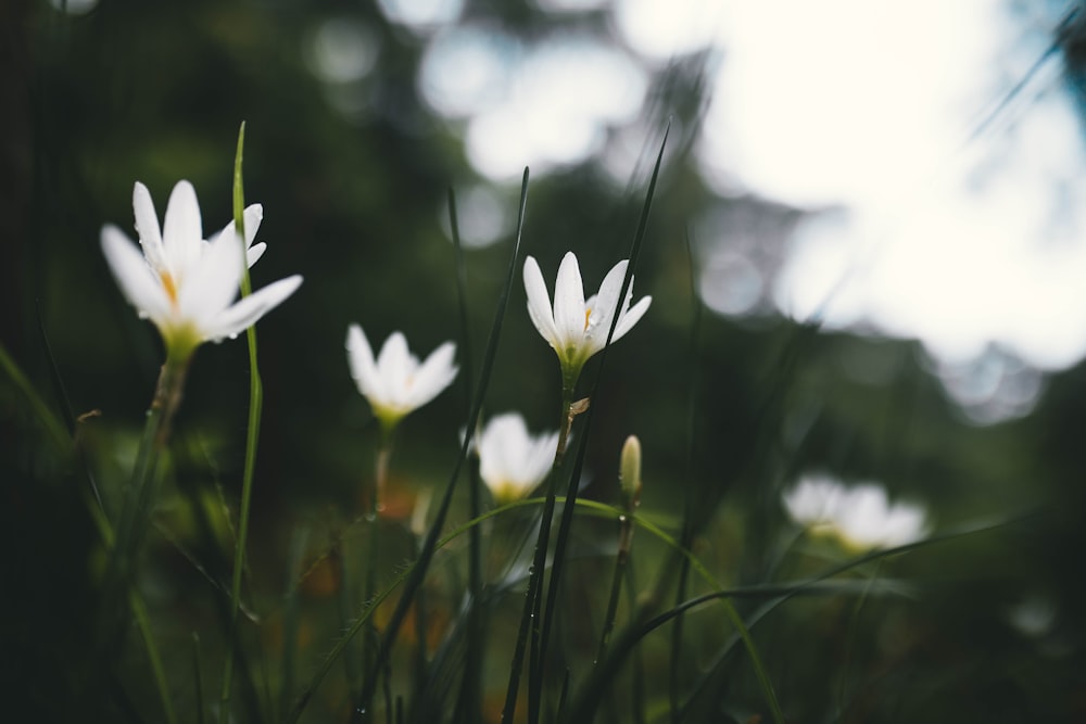 white flowers in tilt shift lens