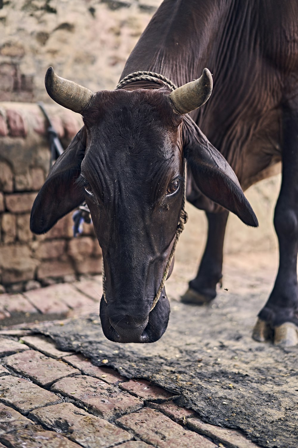 brown cow on brown soil during daytime