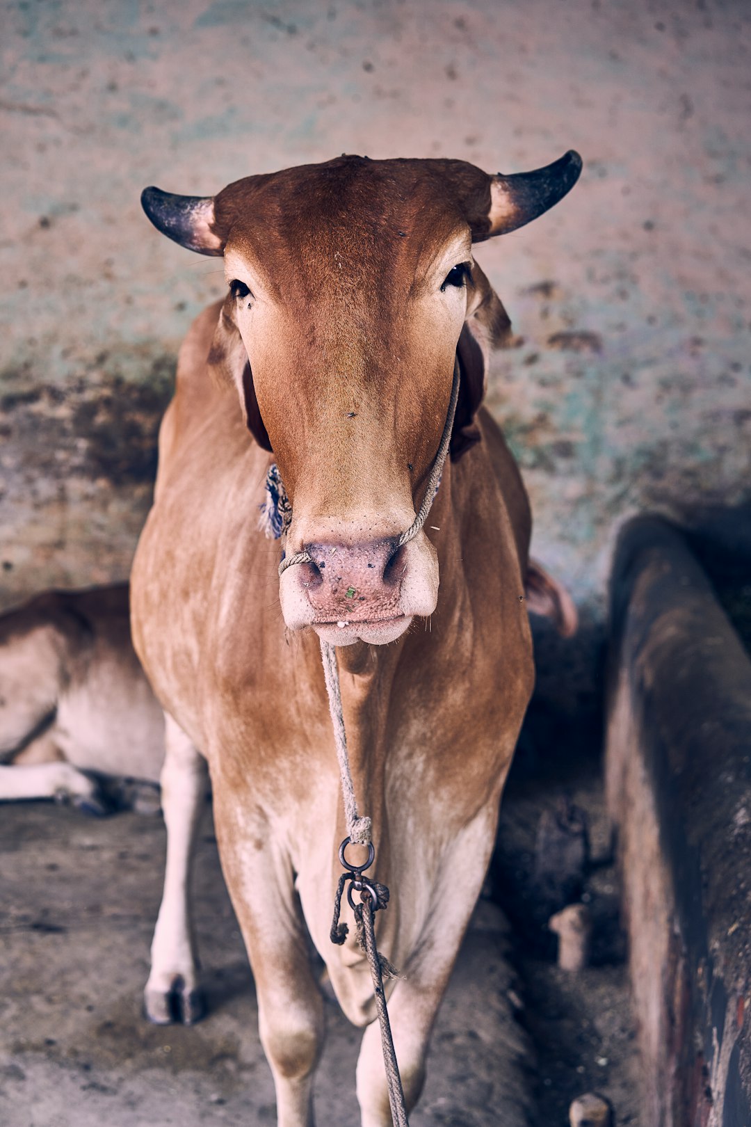 brown cow with silver chain necklace