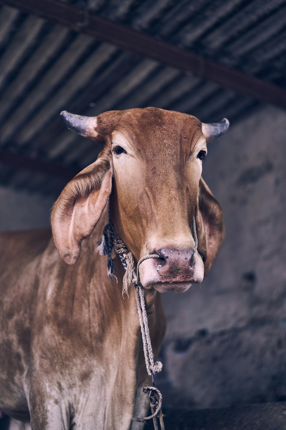 brown cow with white rope on neck