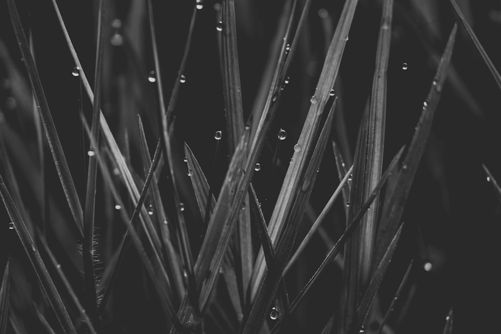 water droplets on black metal fence