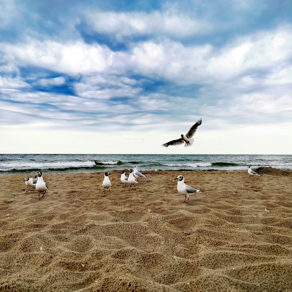 um bando de gaivotas de pé em uma praia de areia