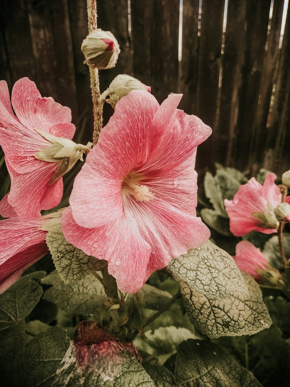 Flor rosa en macro toma