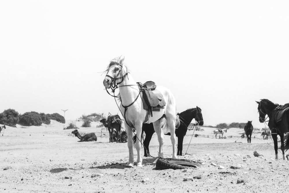 2 white horses on sand during daytime