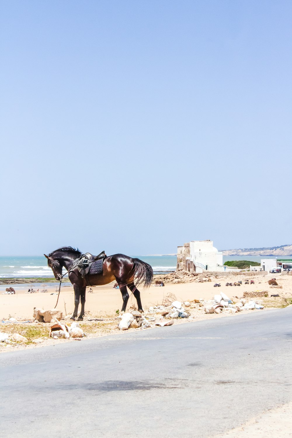 brown horse on beach during daytime