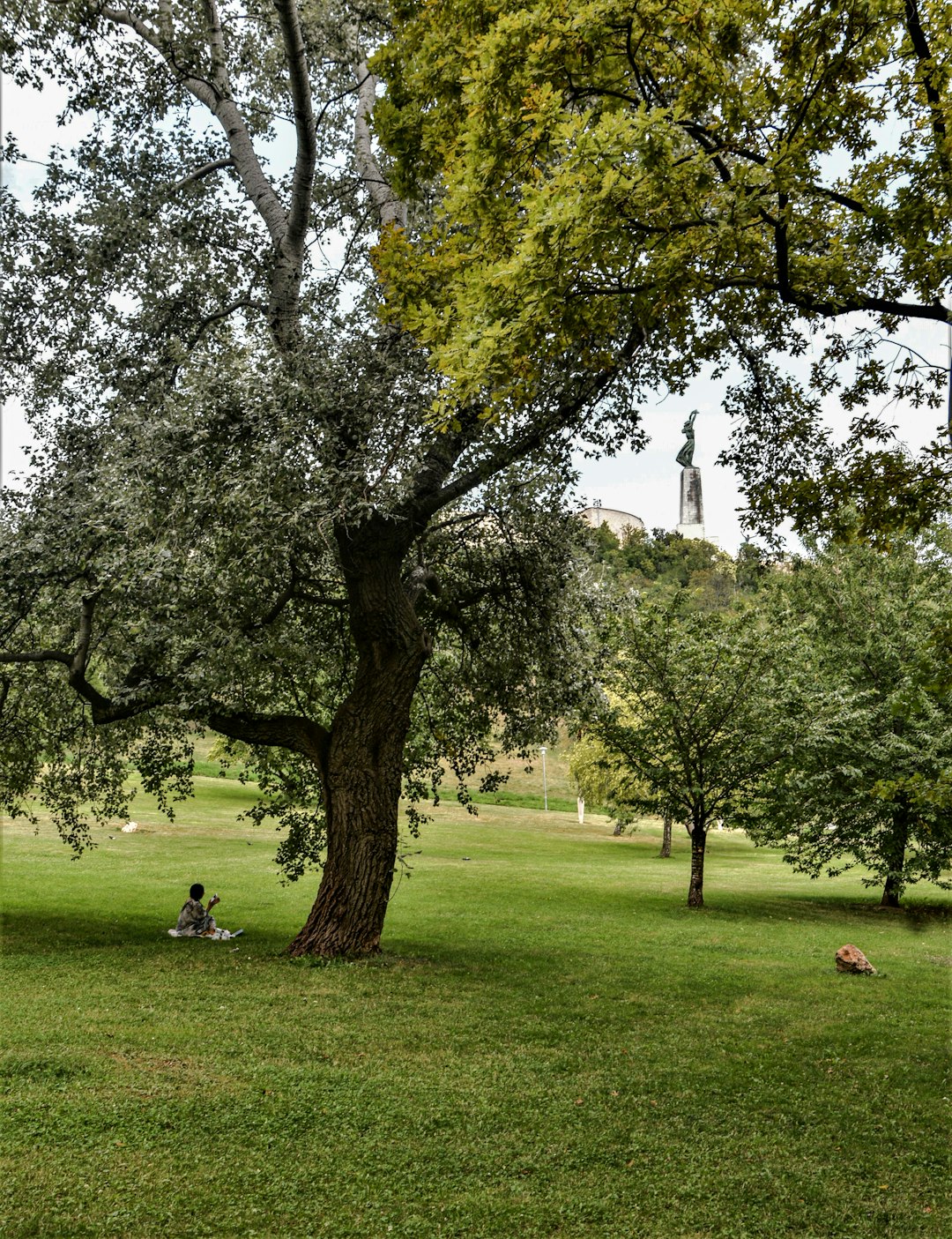 green grass field with trees during daytime