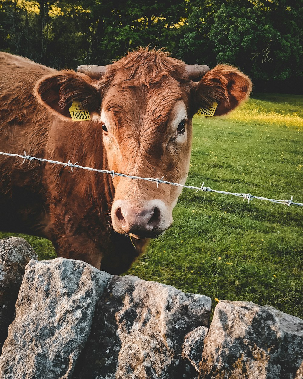 brown cow on green grass field during daytime