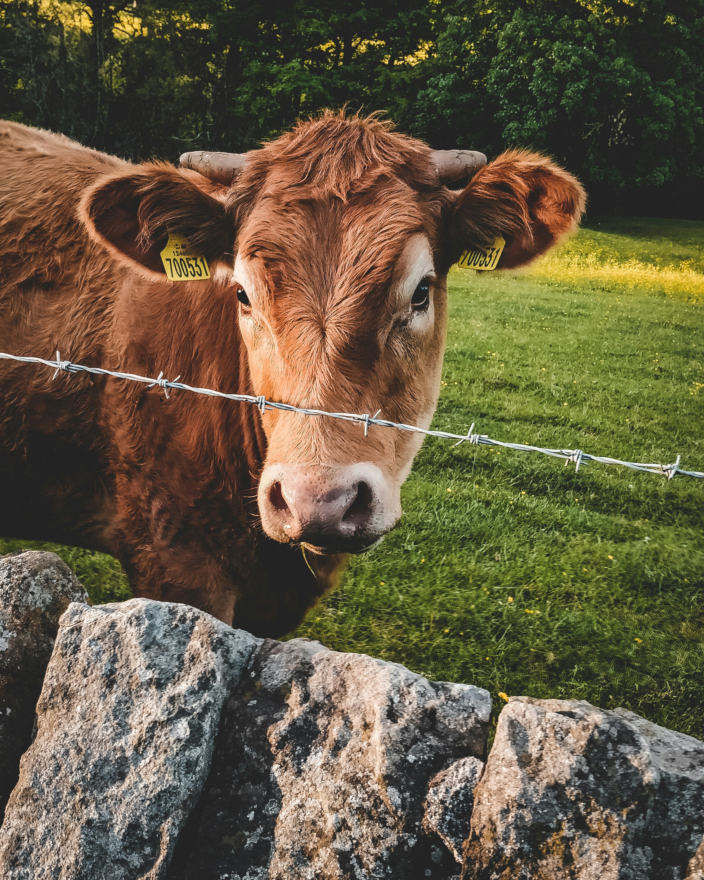 brown cow on green grass field during daytime