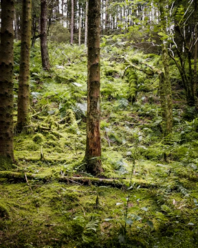A serene forest with sunlight filtering through dense trees symbolizing carbon capture.