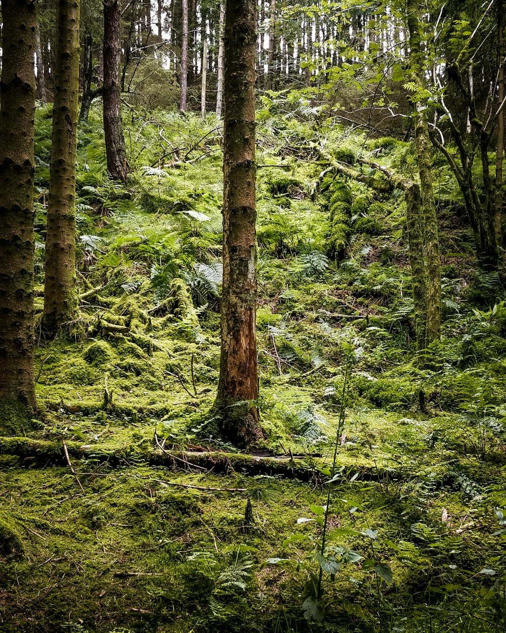 green moss on brown tree trunk