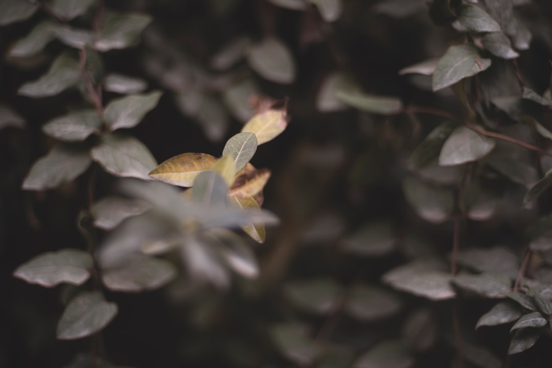 yellow flower in tilt shift lens