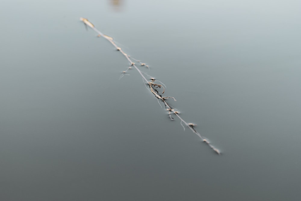 water droplets on brown stem in tilt shift lens