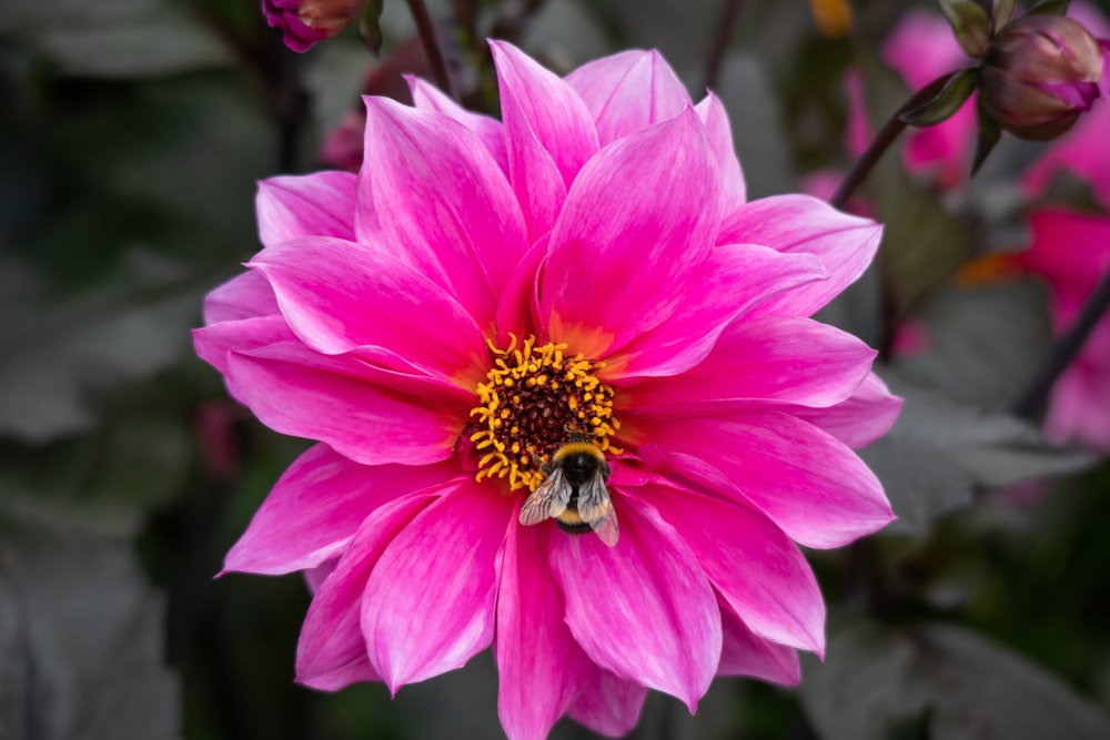 pink flower in tilt shift lens