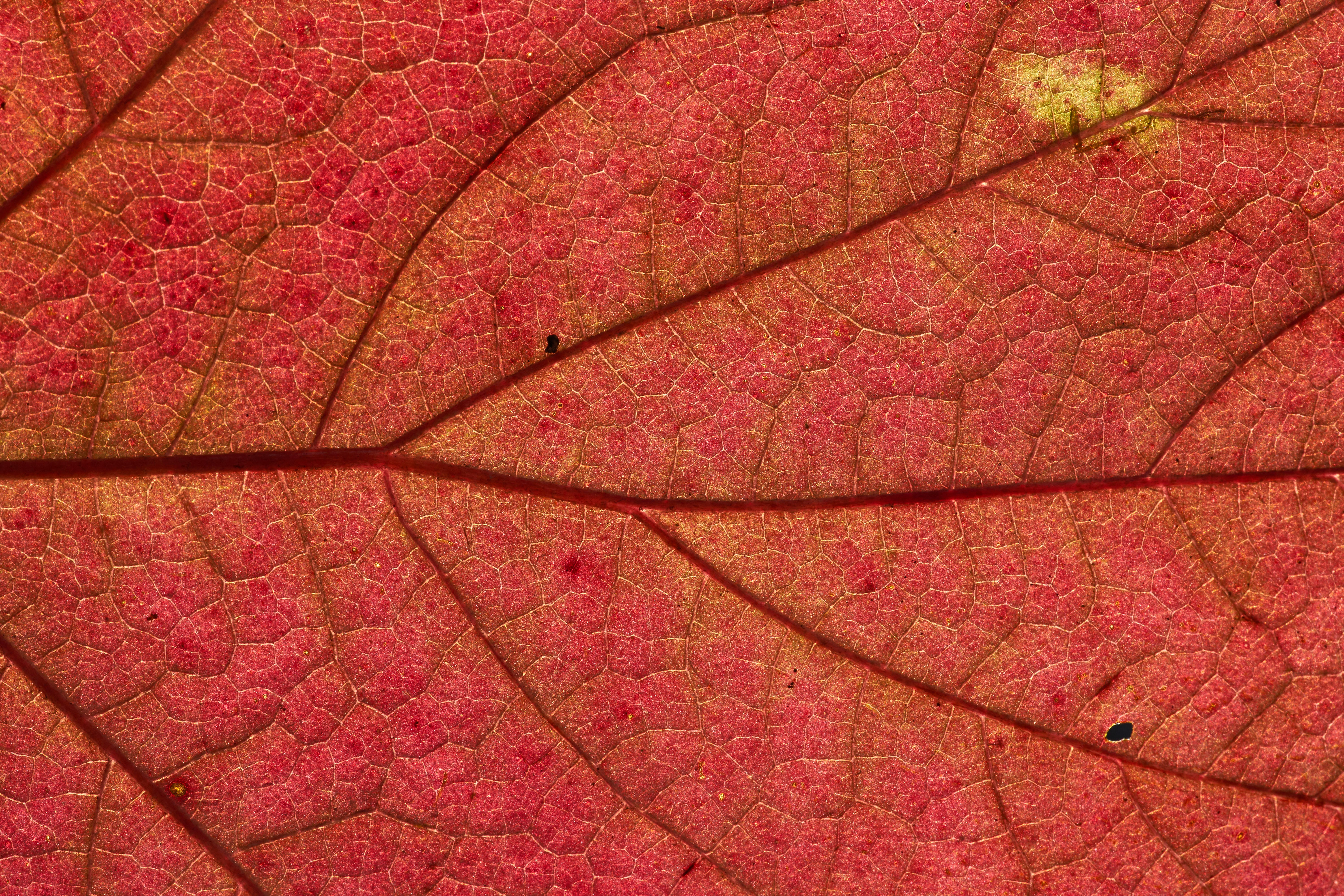 Photo by wolfgang_hasselmann