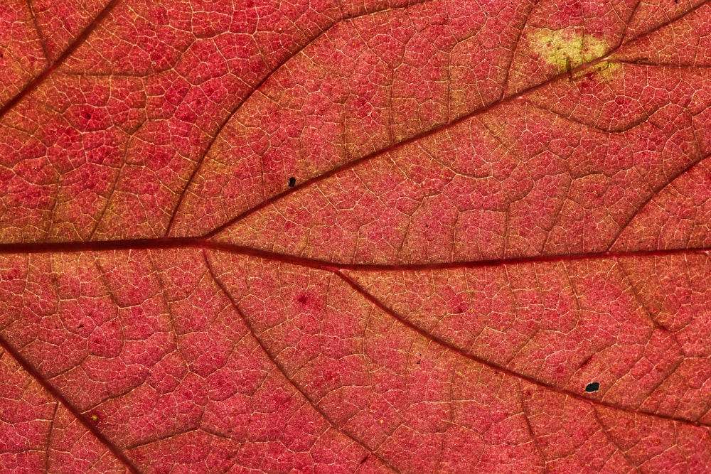 red and yellow leaf in close up photography