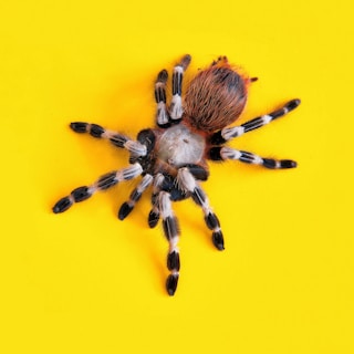 brown and black tarantula on yellow surface