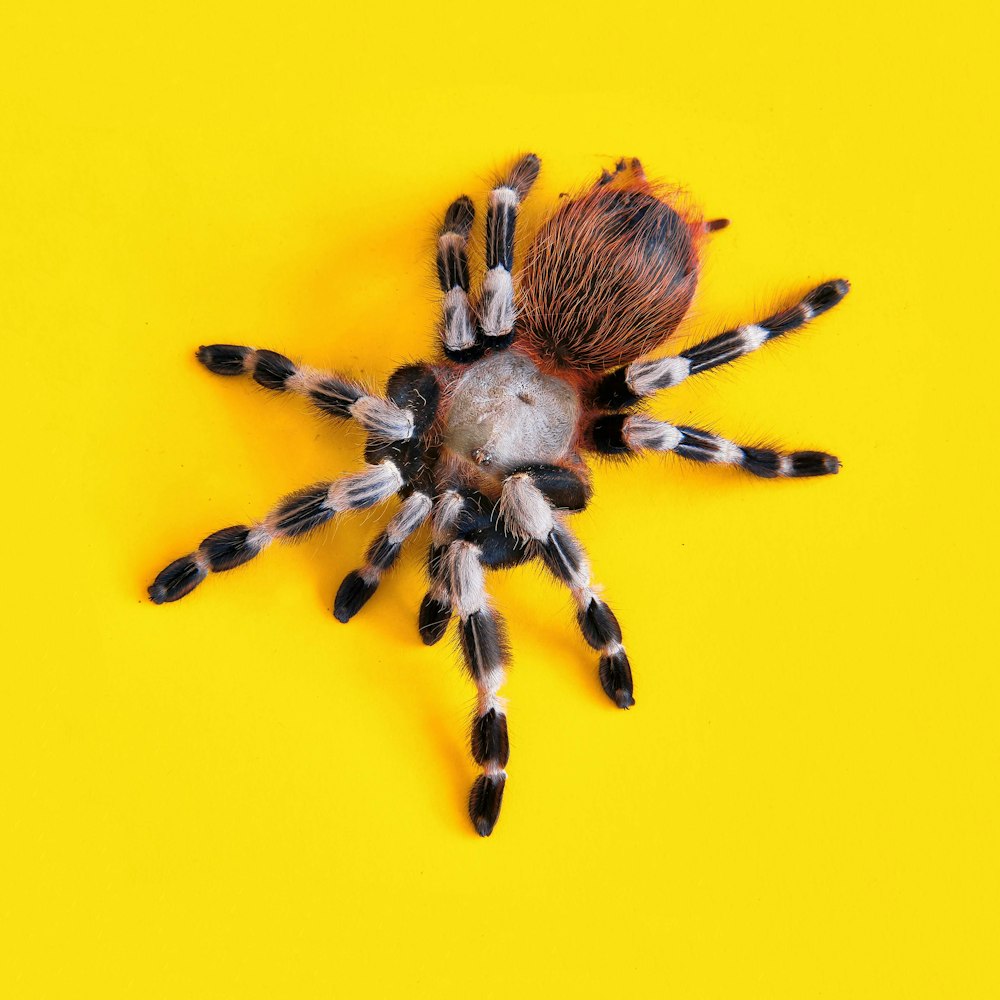 braune und schwarze Vogelspinne auf gelber Oberfläche