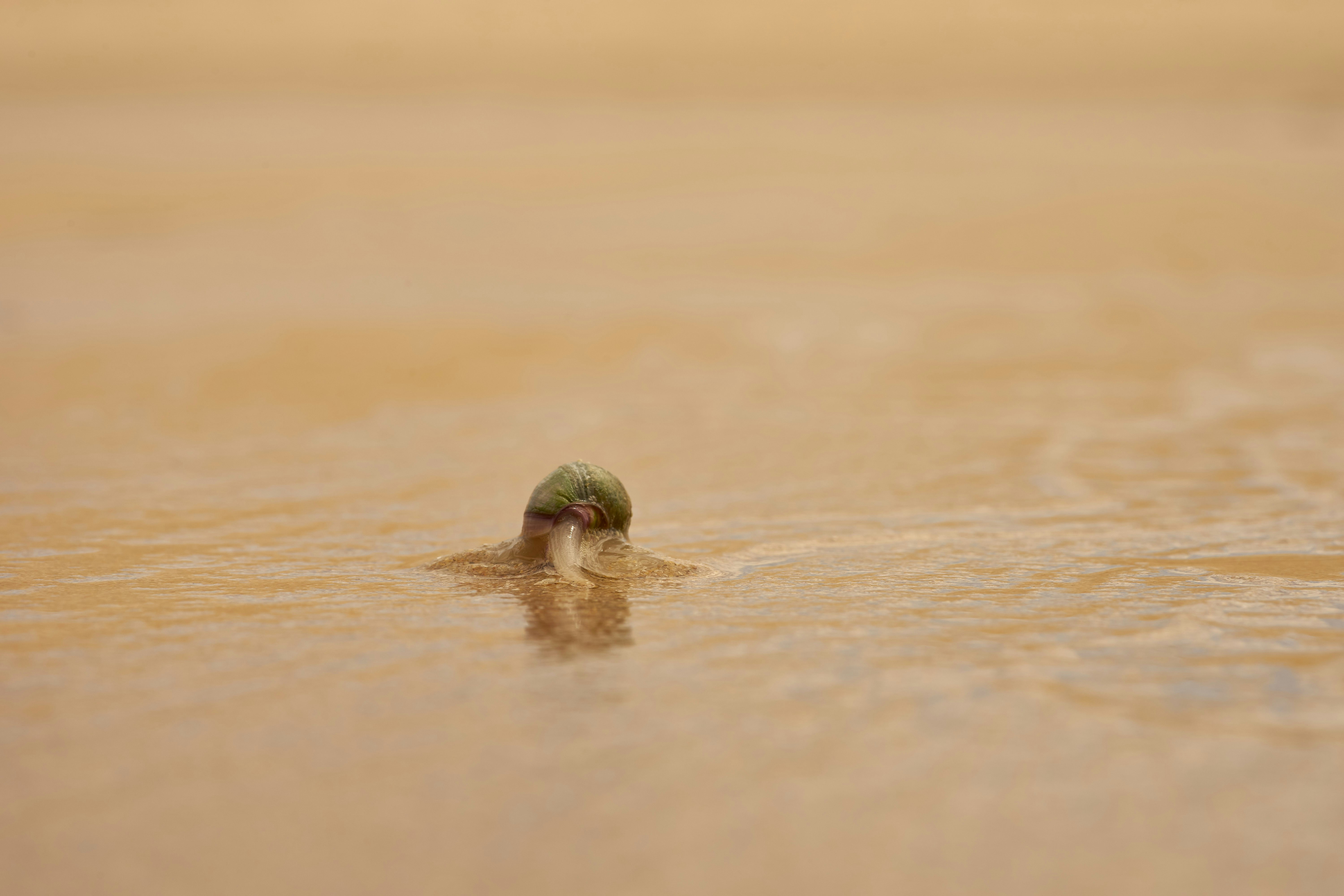 Photo by wolfgang_hasselmann