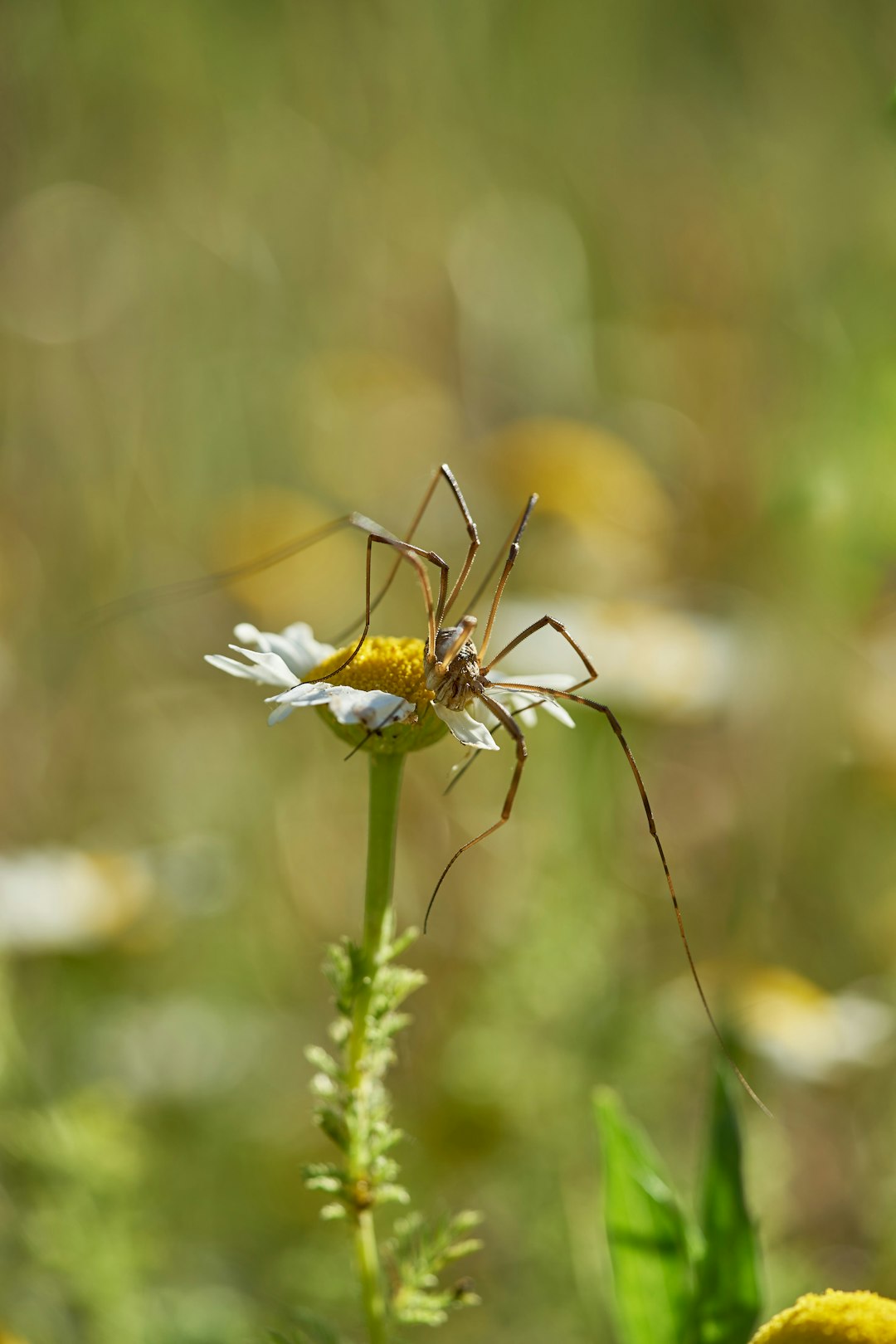 yellow and black spider on white flower
