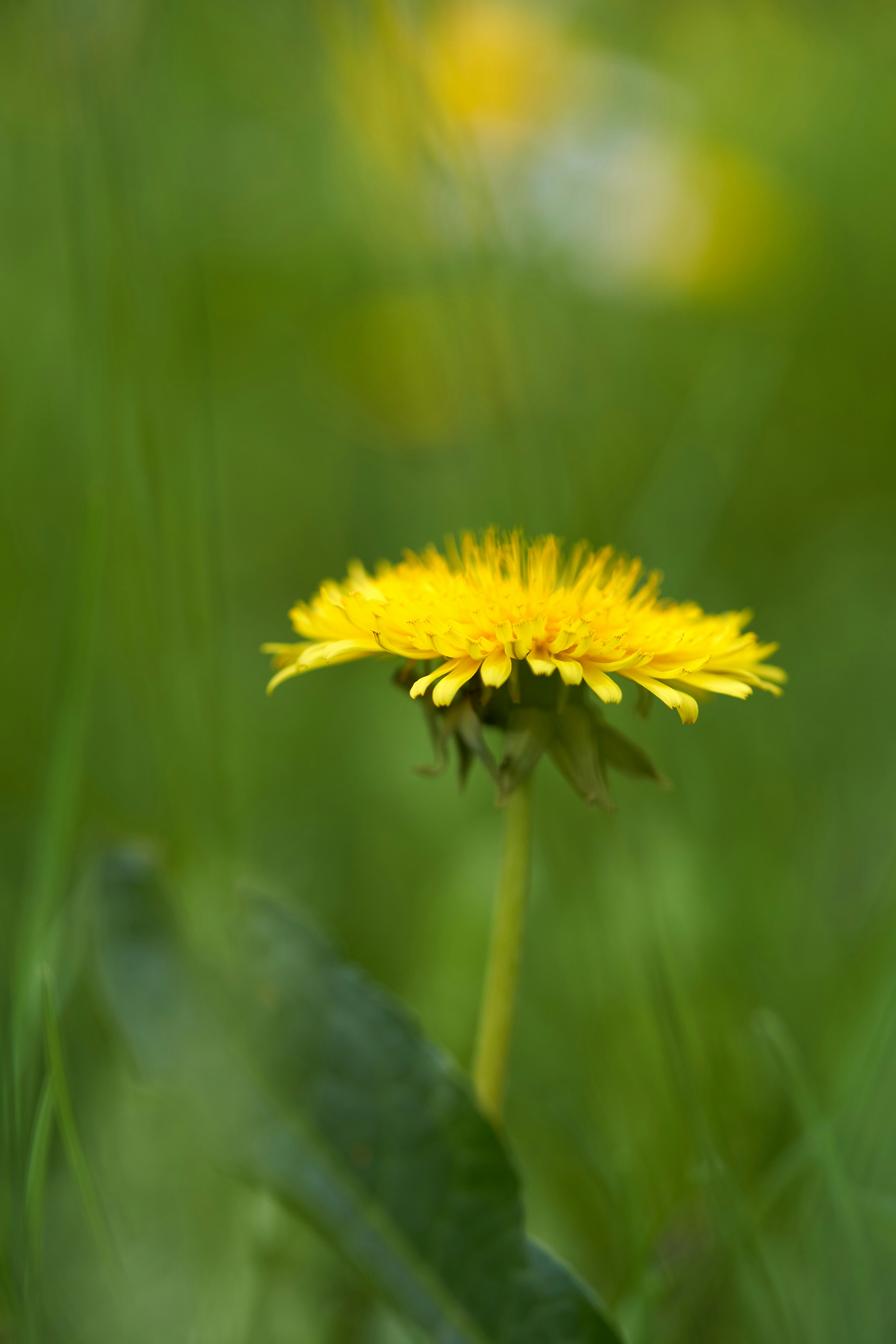 Photo by wolfgang_hasselmann