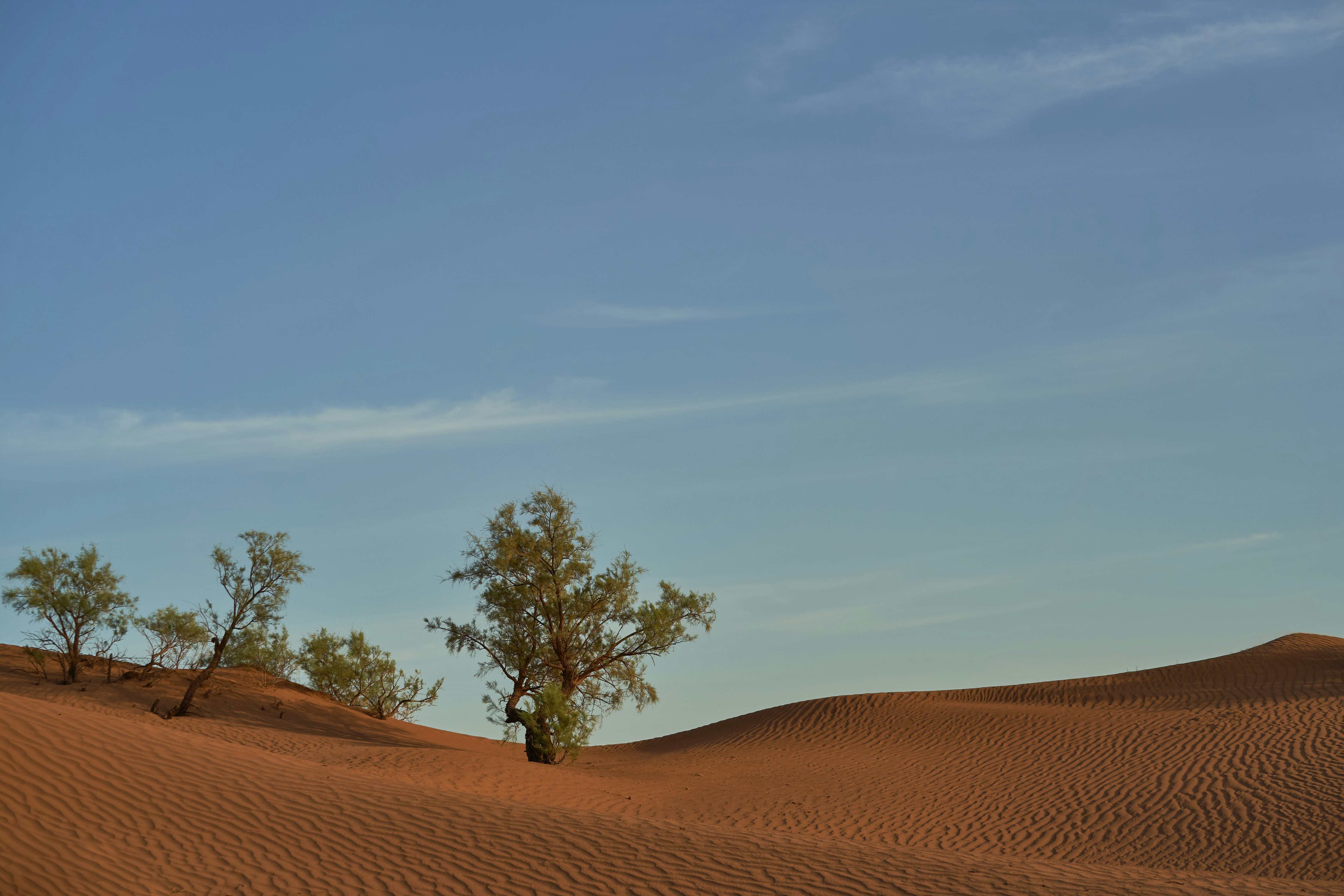 Photo by wolfgang_hasselmann