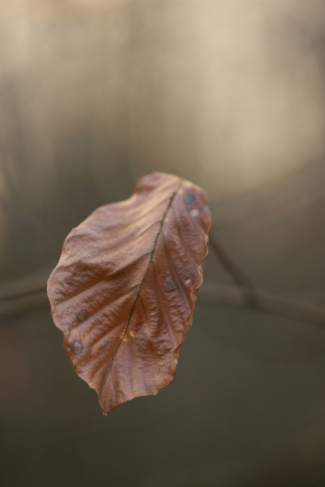 brown leaf in tilt shift lens