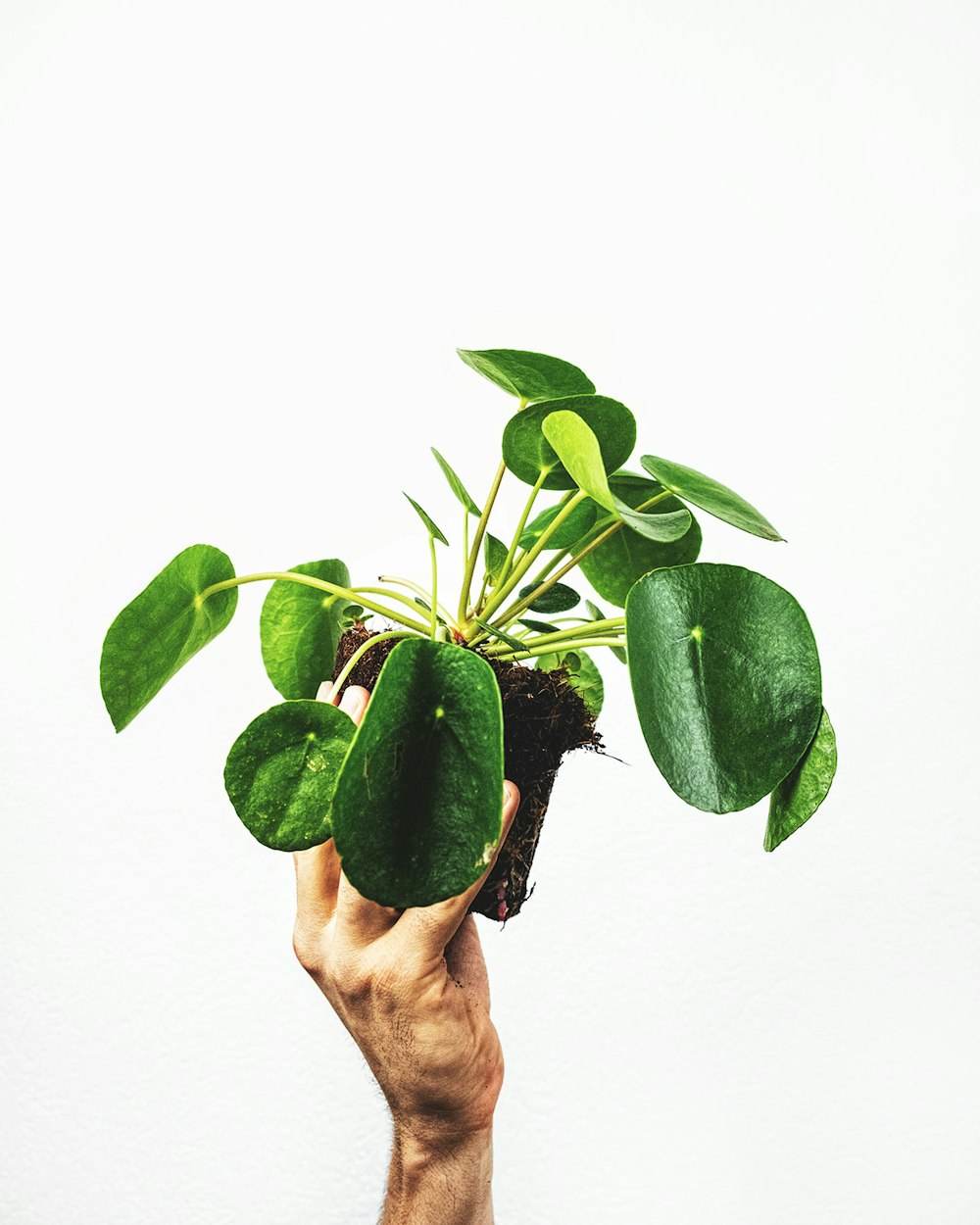 Persona sosteniendo una planta de hoja verde