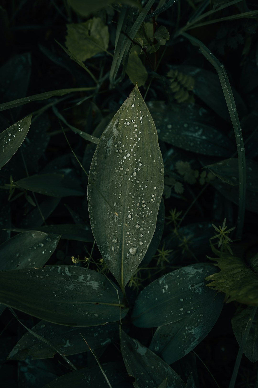 green leaf plant with water droplets
