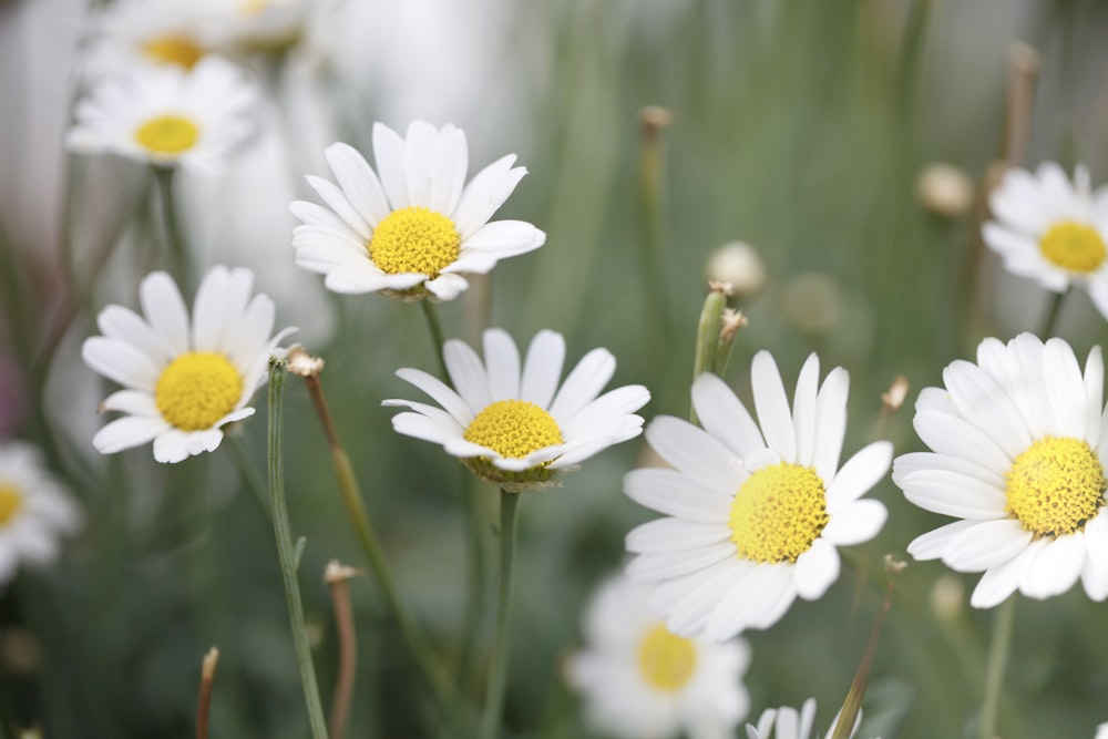 white daisy flowers in bloom during daytime