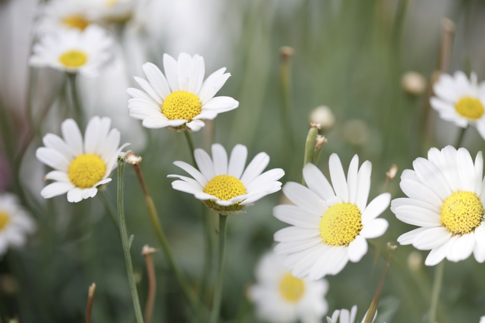 fiori di margherita bianca in fiore durante il giorno