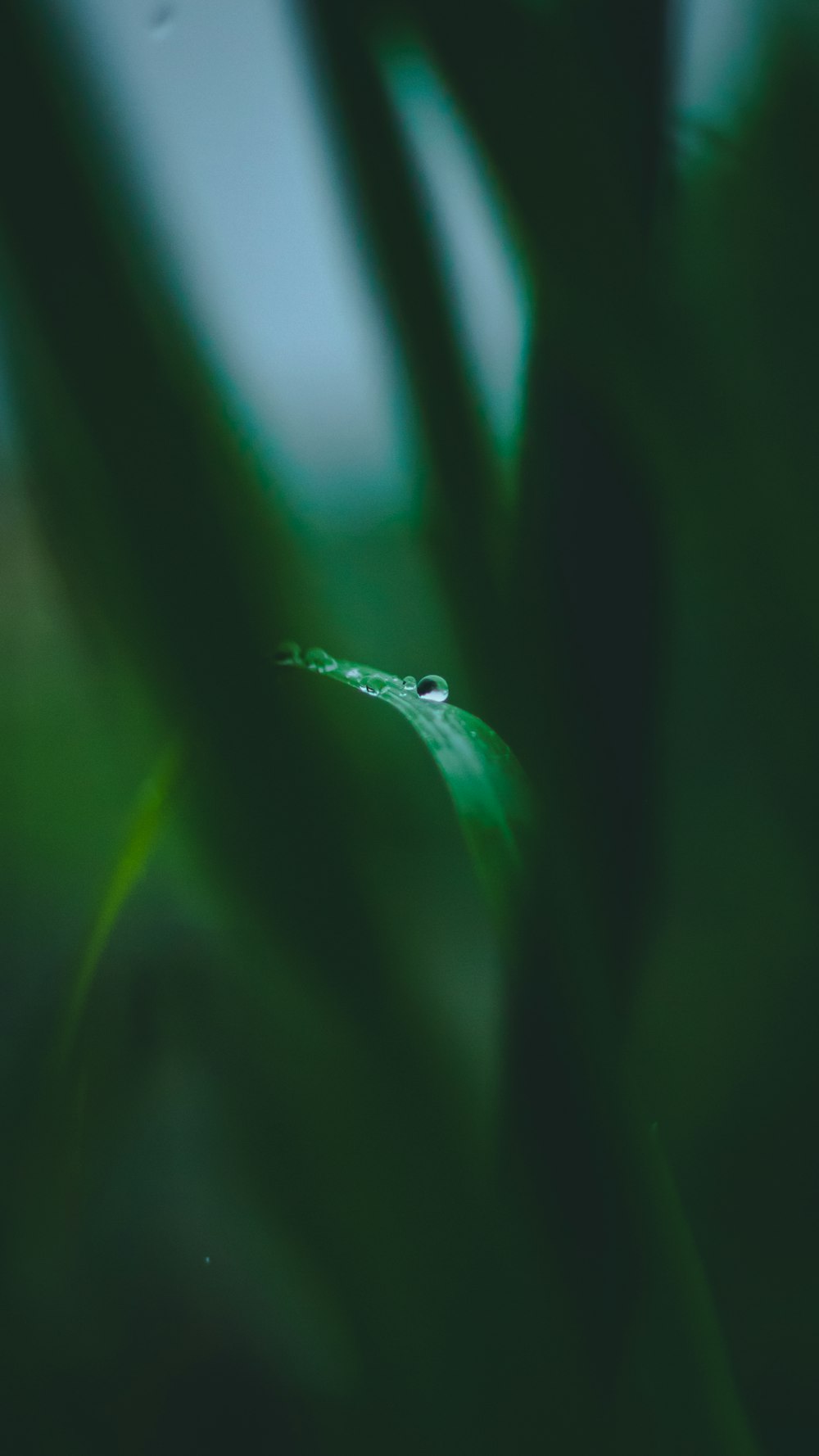 water dew on green leaf