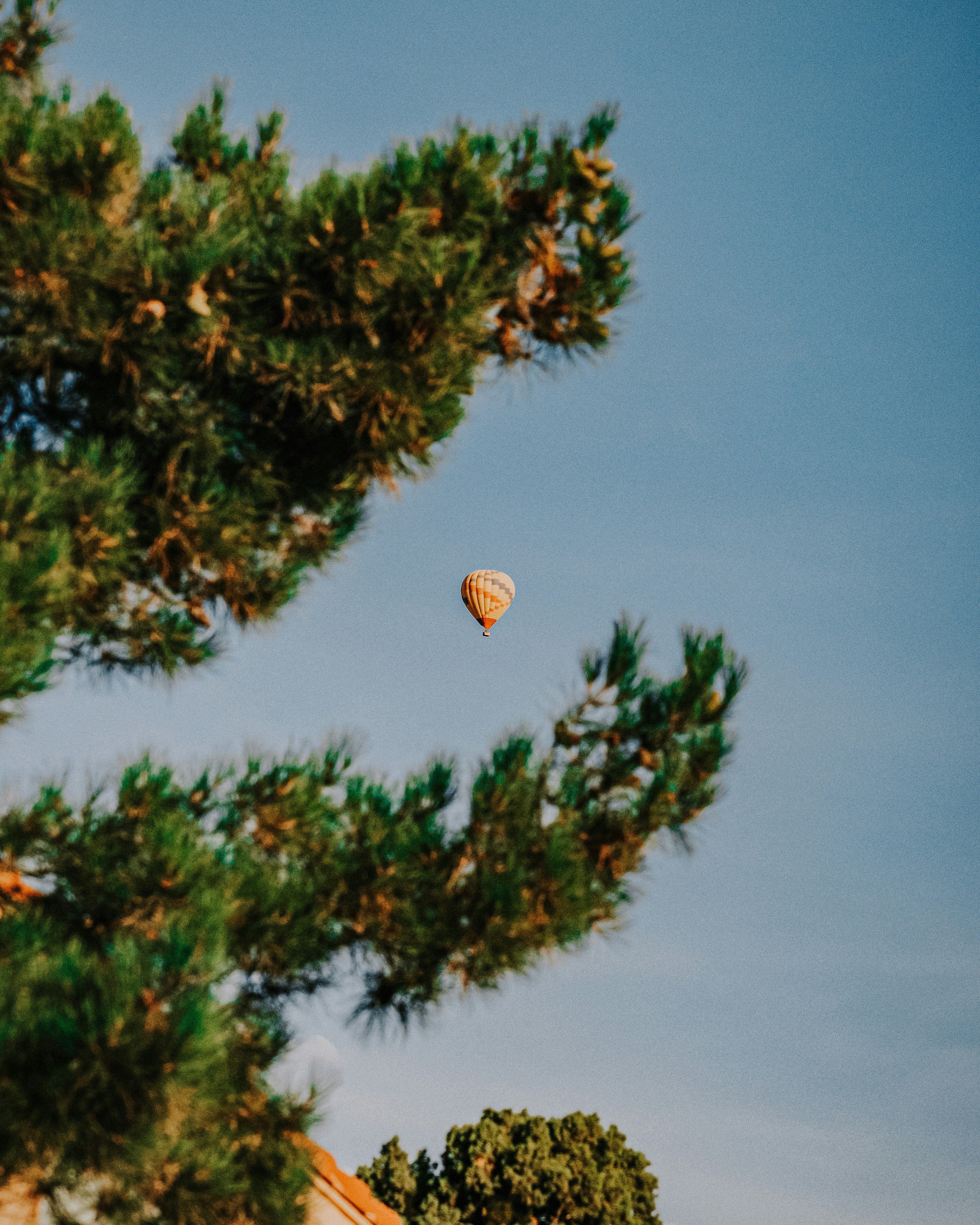 hot air balloon flying over green pine tree during daytime