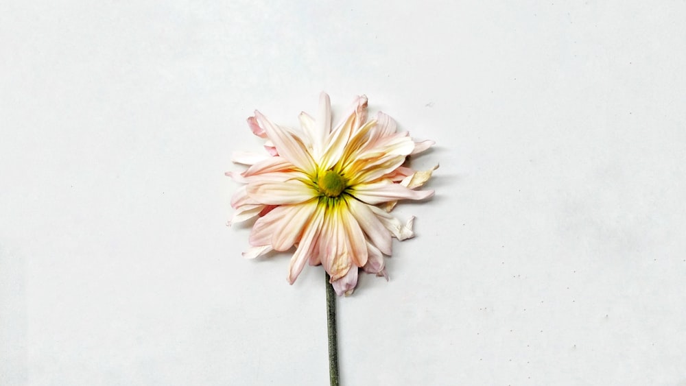 white and yellow flower on white surface