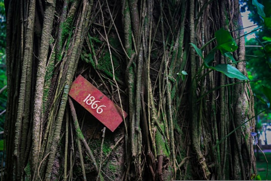 red and black wooden signage in Kebun Raya Bogor Indonesia