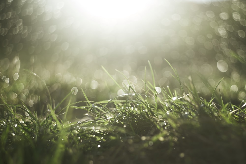 water droplets on green grass