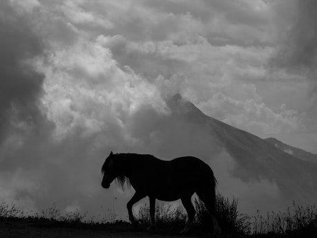 Black-and-white photo of a rugged cowboy silhouette against a vast Montana plain at dusk.