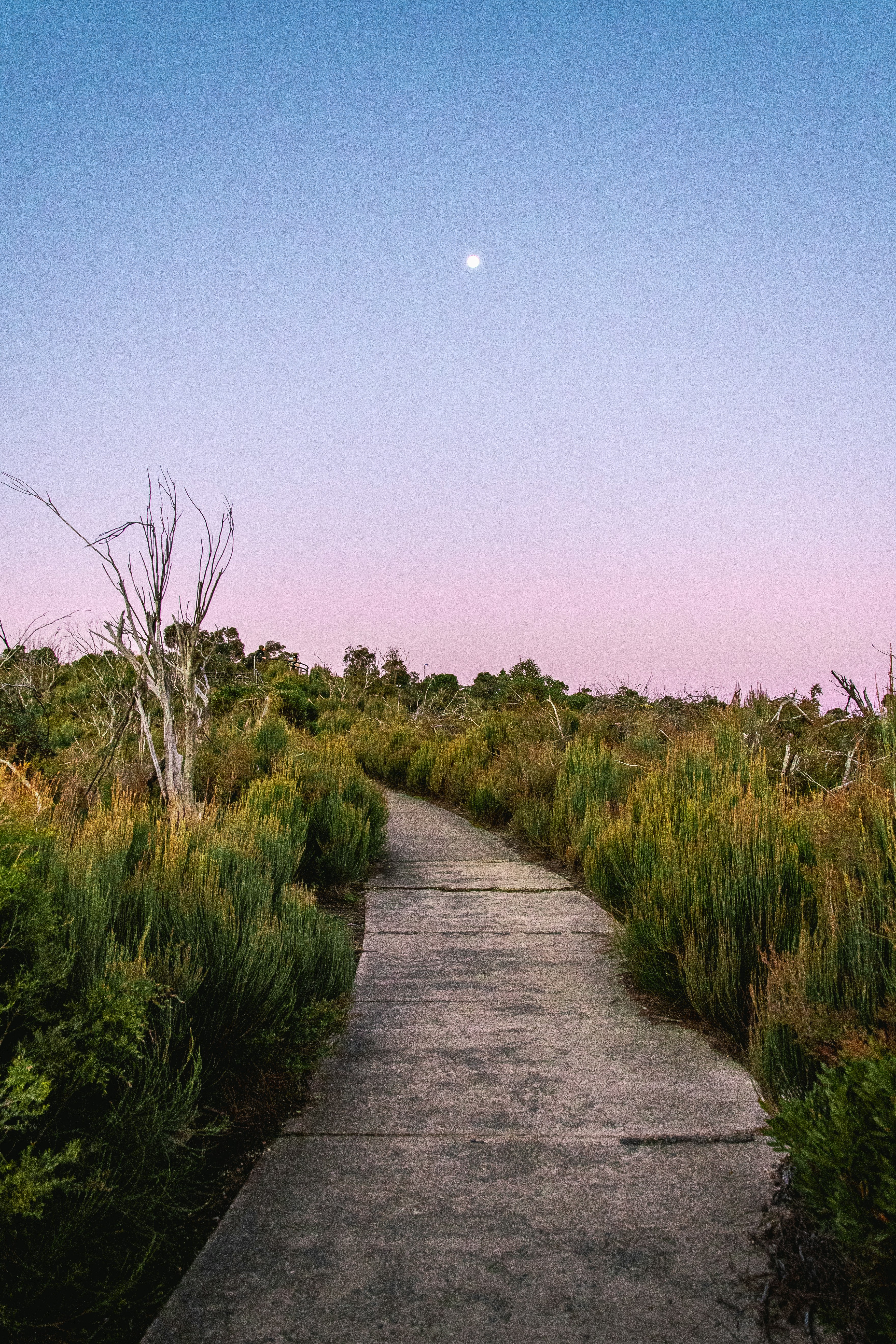 Gray pathway between green grass field during daytime photo – Free ...