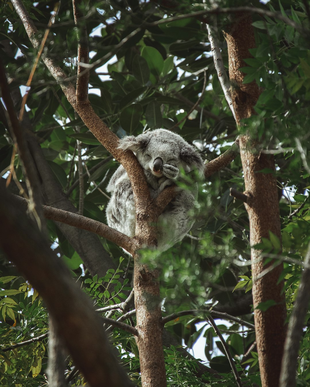  koala bear on brown tree koala