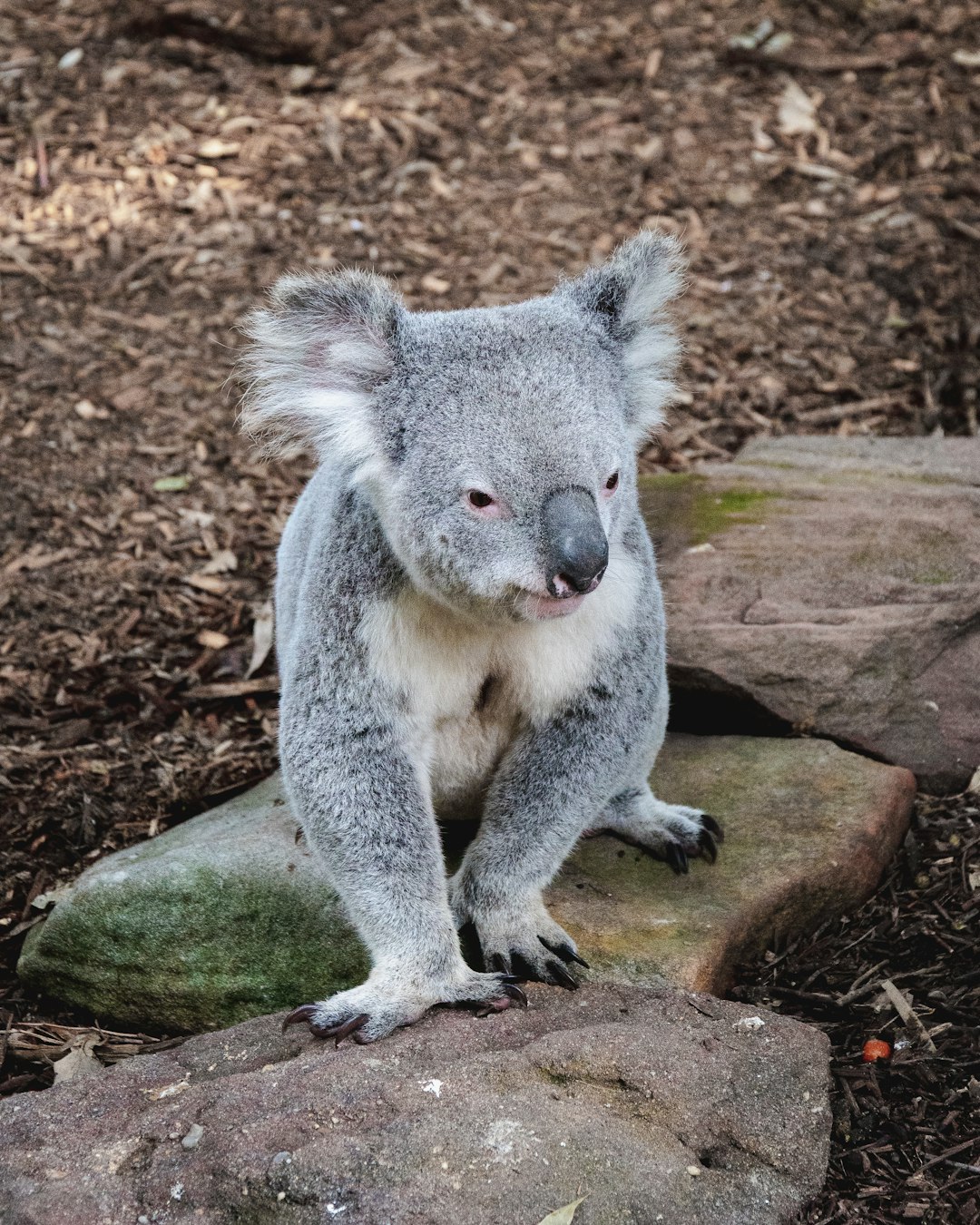  koala bear on brown tree branch during daytime koala