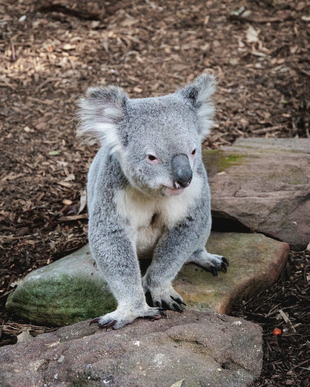 koala bear on brown tree branch during daytime